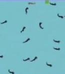 The Fertiliser