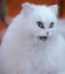 Juliette the Cat