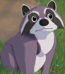 Racoon Oscar