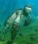 Green Turtle