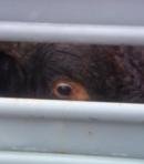 Rodeo Bull