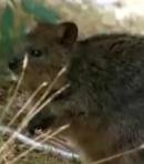 Other Wallabies