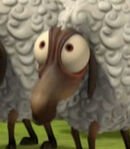 Sheep Linda