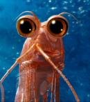 Will the Krill