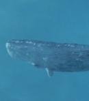 Sperm Whale