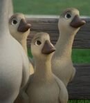 Goslings