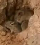Desert Mice