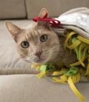 Burrito Cat