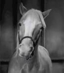 Mister Ed