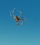 Nellie the Baby Spider