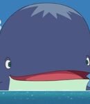 Cootan the Whale