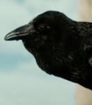 Elwyn the Crow