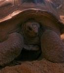 Tortoise (Female)