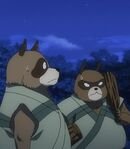 Raccoon Dog Guards