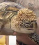 Sea Turtle