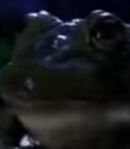 Bud the Frog