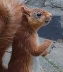 Busker K. Bushy, Esq.