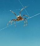 Aranea the Baby Spider