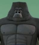 Gorilla (2)