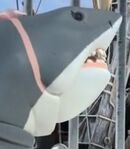 Sharketta