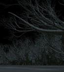 Spirit of the Forest