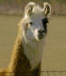 Dolly the Llama