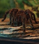 Snarky Tarantula