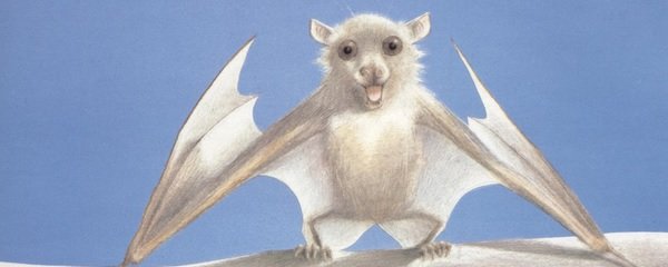Stellaluna