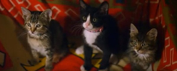 Santa Claws Banner